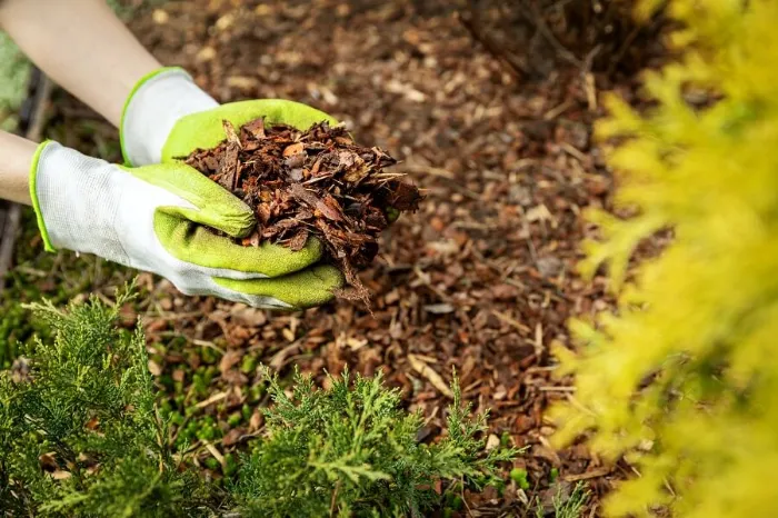 Excellent Mulching in Allen, TX