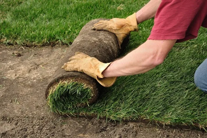 Proficient Sod Installation in Allen, TX