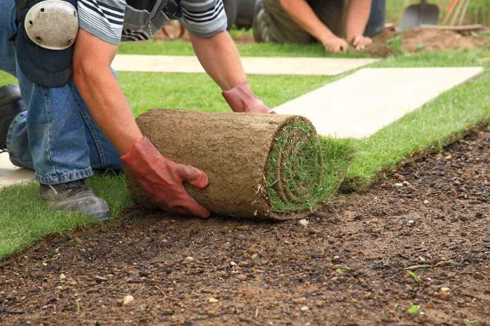 Trusted Sod Installation in Allen, TX